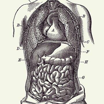 From Brain to Belly: The (missing) Bitter Link
